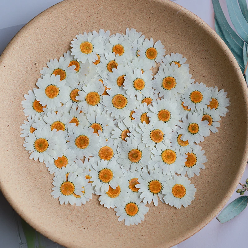 Dried Flower Bookmark - 60X Fiori di paludium di crisantemo