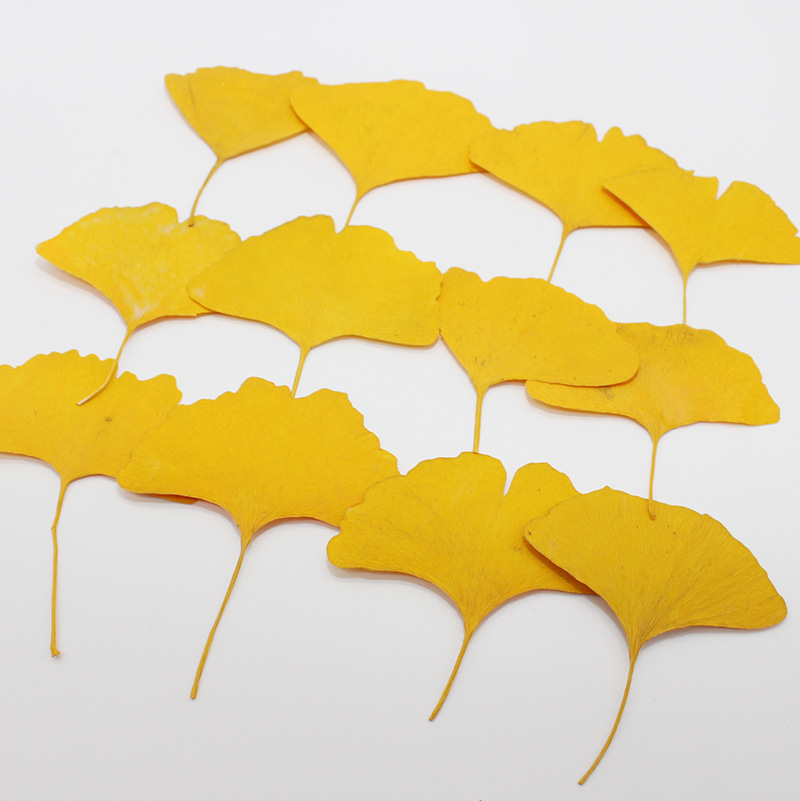 Dried Flower Bookmark - 60 Pezzi di Foglie di Ginkgo