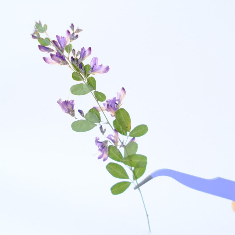 6 Pezzi, Fiori Essiccati e Pre - Dried Flower Bookmark recensione e prezzo