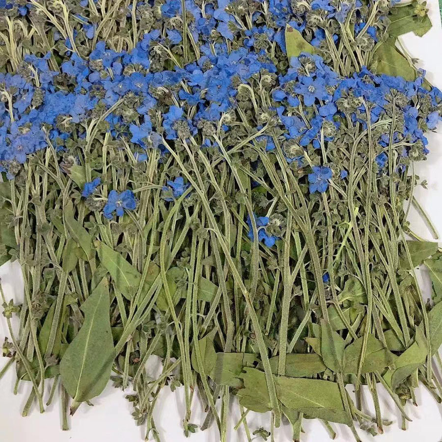 Fiore di Miosotis Sylvatica (F - Dried Flower Bookmark recensione e prezzo