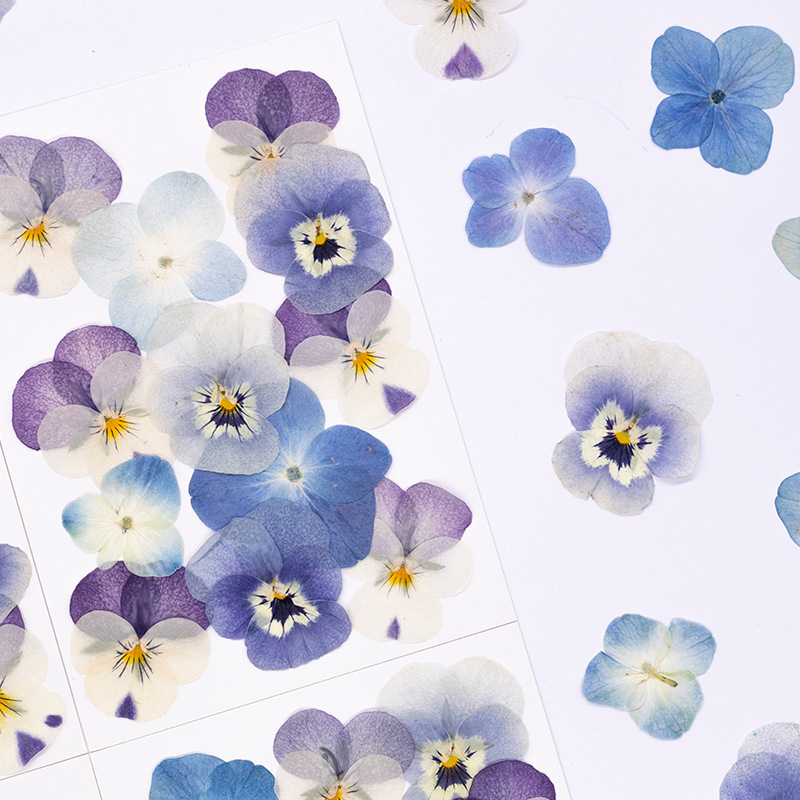 12 Pezzi, Petali Naturali di V - Dried Flower Bookmark recensione e prezzo