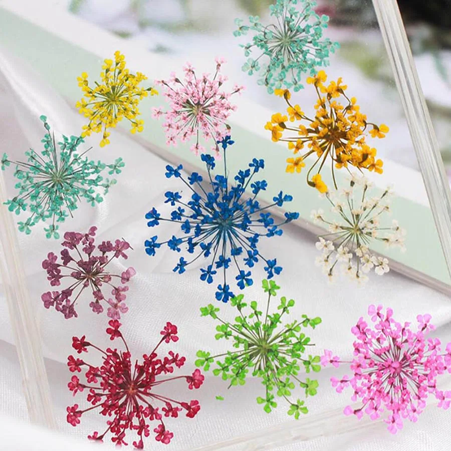 60 pz Pressato Secco 20-25mm A - Dried Flower Bookmark recensione e prezzo