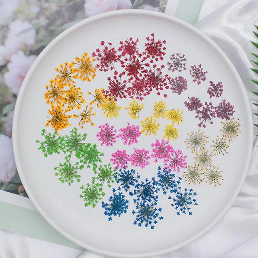 60 pz Pressato Secco 20-25mm A - Dried Flower Bookmark recensione e prezzo