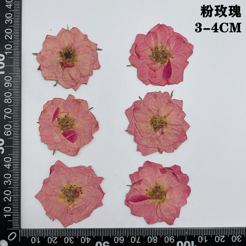 60 pz Pressato Secco Rosso Gia - Dried Flower Bookmark recensione e prezzo
