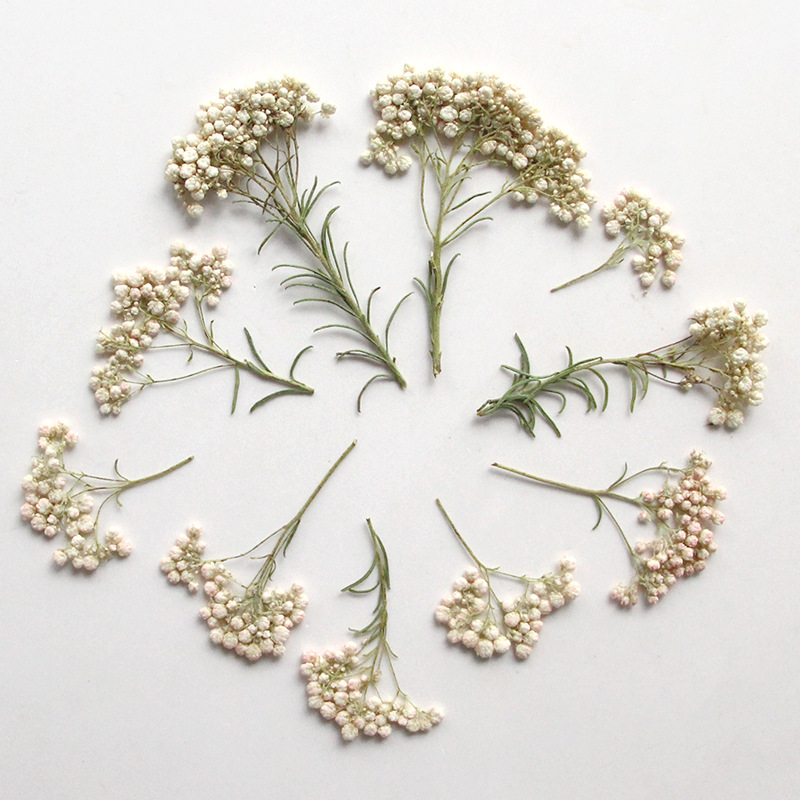 12 Pezzi, Rami di Miglio Natur - Dried Flower Bookmark recensione e prezzo