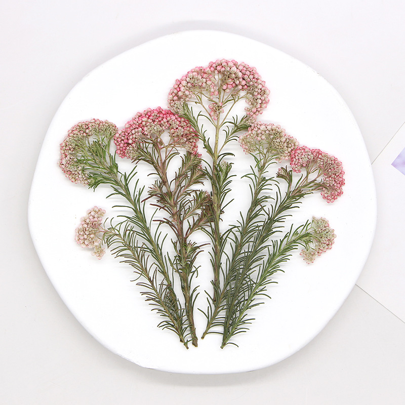 12 Pezzi, Rami di Miglio Natur - Dried Flower Bookmark recensione e prezzo