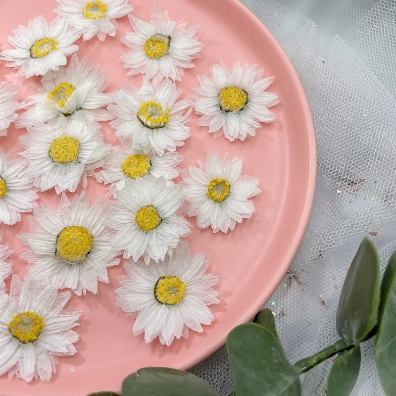 24pcs/2-4CM, petali di fiori p - Dried Flower Bookmark recensione e prezzo