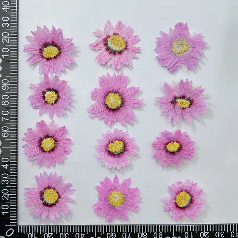 24pcs/2-4CM, petali di fiori p - Dried Flower Bookmark recensione e prezzo