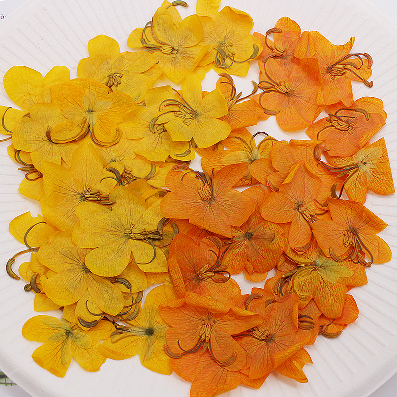 60 Pezzi Fiori di Cassia Essic - Dried Flower Bookmark recensione e prezzo