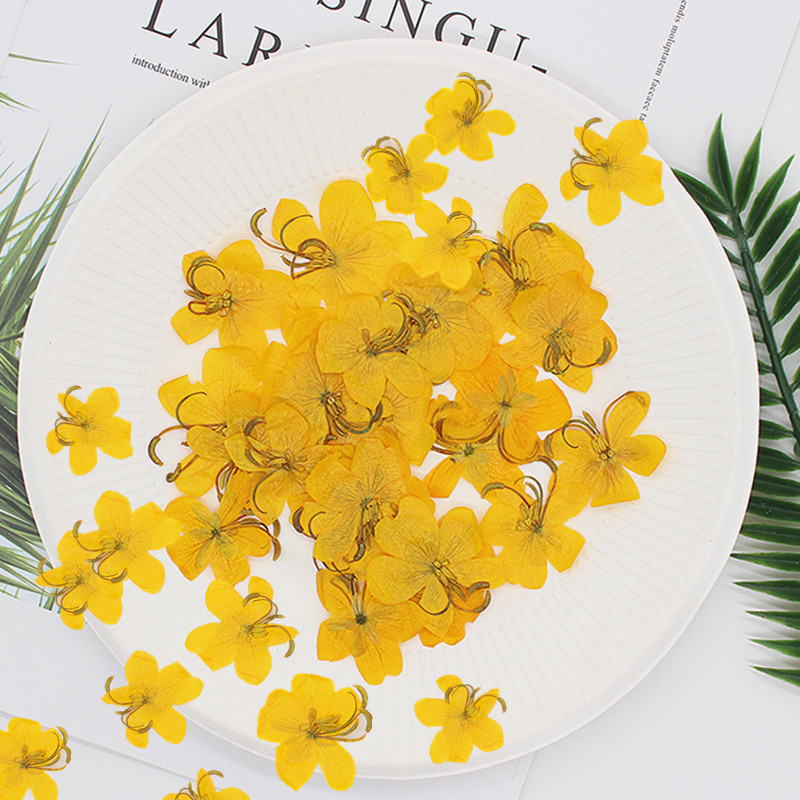 60 Pezzi Fiori di Cassia Essic - Dried Flower Bookmark recensione e prezzo