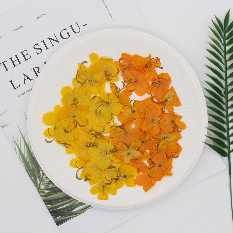 60 Pezzi Fiori di Cassia Essic - Dried Flower Bookmark recensione e prezzo