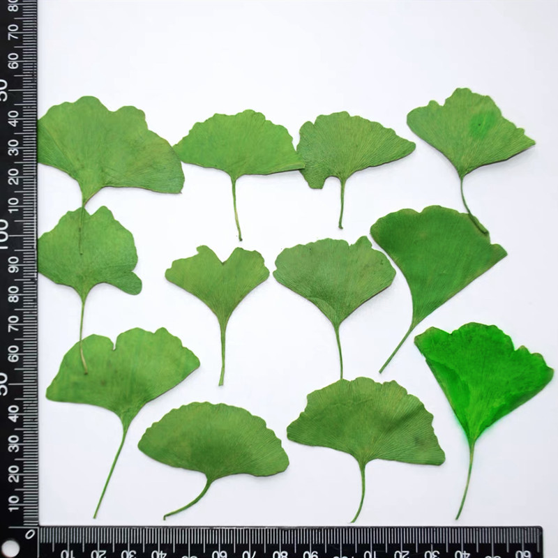 60 Pezzi di Foglie di Ginkgo B - Dried Flower Bookmark recensione e prezzo